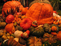 Bellagio pumpkins (c)2006 aec