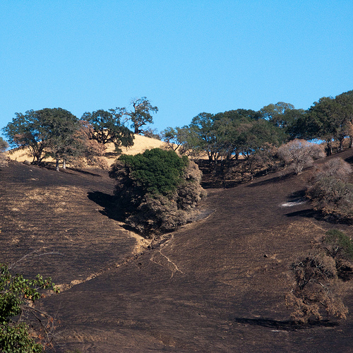 soulfoodfarmfire (c)2009 AEC *all rights reserved*